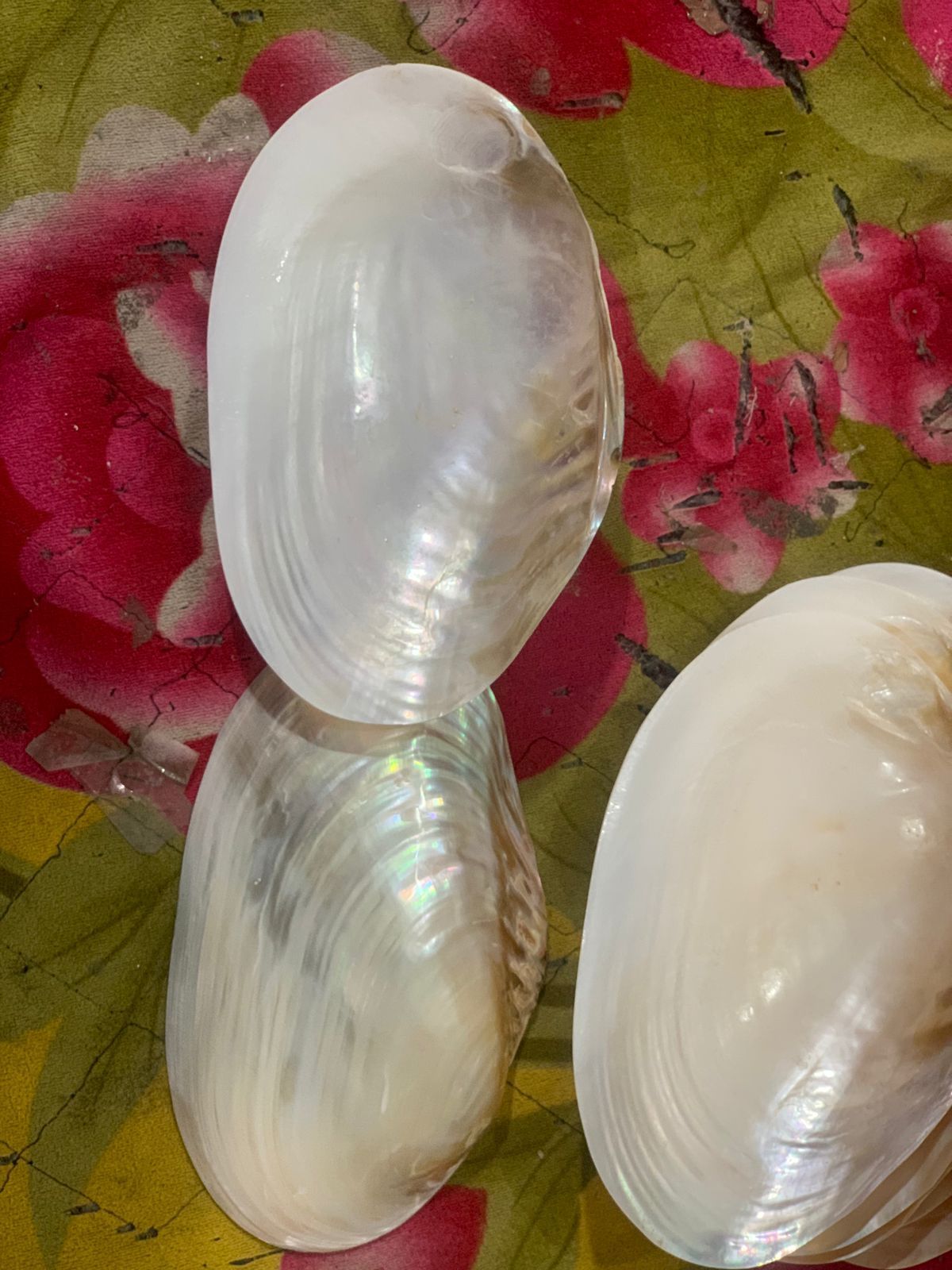 Natural Mother of Pearl Sea shell Polished Supplier Natural Pearl Shell Oyster Mother of Pearl Abalone shell