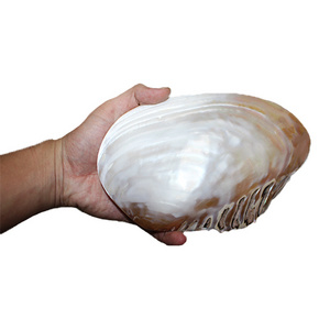 Natural Mother of Pearl Sea shell Polished Supplier Natural Pearl Shell Oyster Mother of Pearl Abalone shell