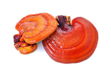 Free Sample Wholesale GANOHERB Red Dried Reishi Mushroom Lucid Ganoderma Lingzhi Sinsense Slice medicinal mushroom