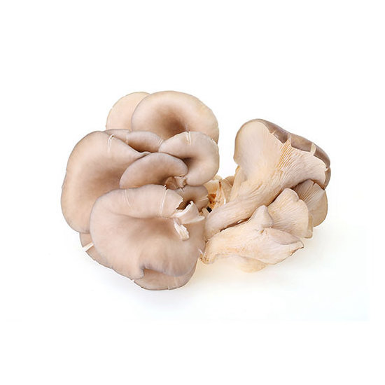 Oyster Mushrooms High in Nutrients Organic Mushrooms Fresh Oyster Mushroom For Sale