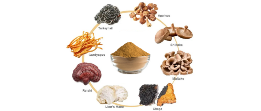 Private Label Top Quality Herbal Mushroom Extract Powder - USDA Organic - Lions Mane, Reishi, Cordyceps, Chaga, Turkey Tail