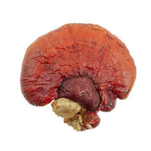 Free Sample Wholesale GANOHERB Red Dried Reishi Mushroom Lucid Ganoderma Lingzhi Sinsense Slice medicinal mushroom