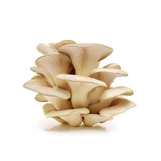 Oyster Mushrooms High in Nutrients Organic Mushrooms Fresh Oyster Mushroom For Sale