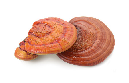 Free Sample Wholesale GANOHERB Red Dried Reishi Mushroom Lucid Ganoderma Lingzhi Sinsense Slice medicinal mushroom