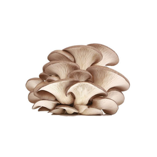 Oyster Mushrooms High in Nutrients Organic Mushrooms Fresh Oyster Mushroom For Sale