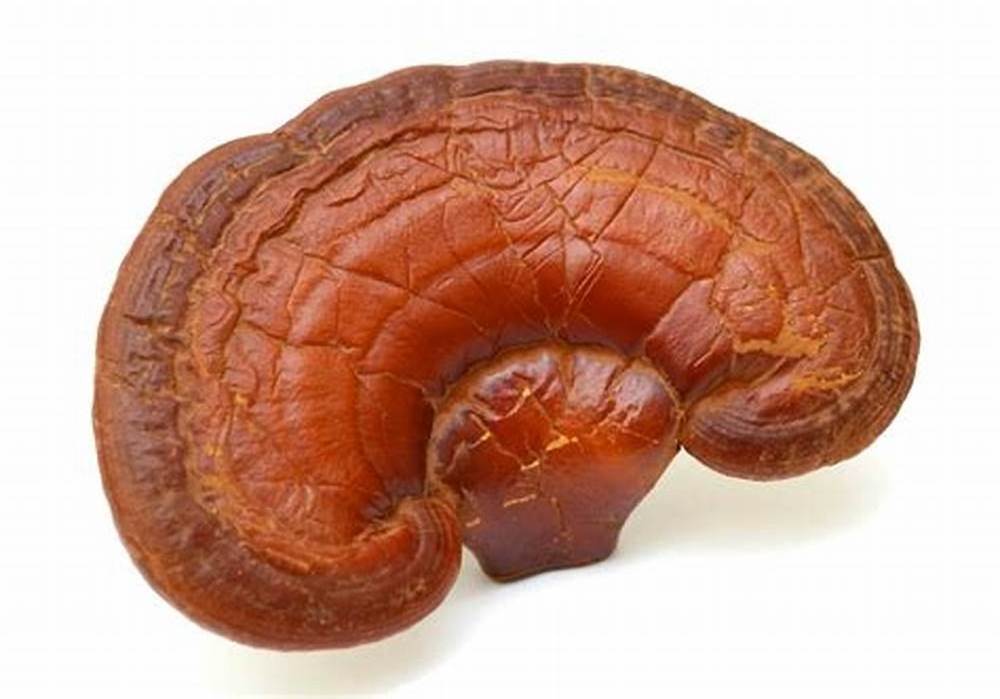 Free Sample Wholesale GANOHERB Red Dried Reishi Mushroom Lucid Ganoderma Lingzhi Sinsense Slice medicinal mushroom