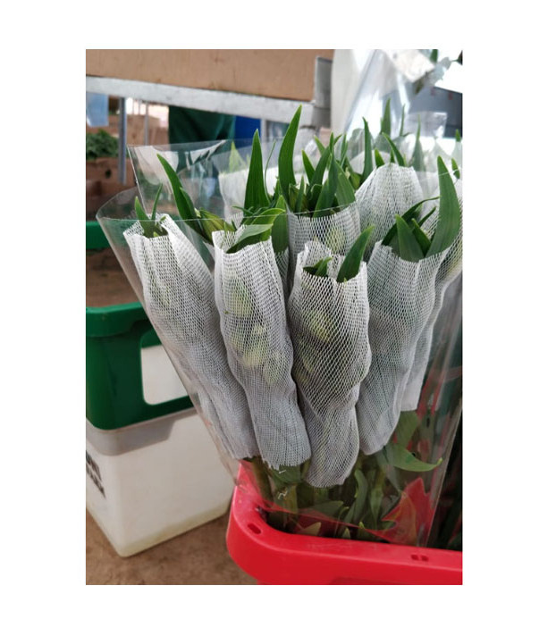 Wholesale plastic protective sleeve rose bud nets with high Quality