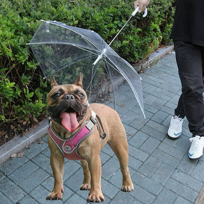 Explosions transparent pet umbrella walking the dog umbrella sun umbrella cats and dogs go out in rainy days portable