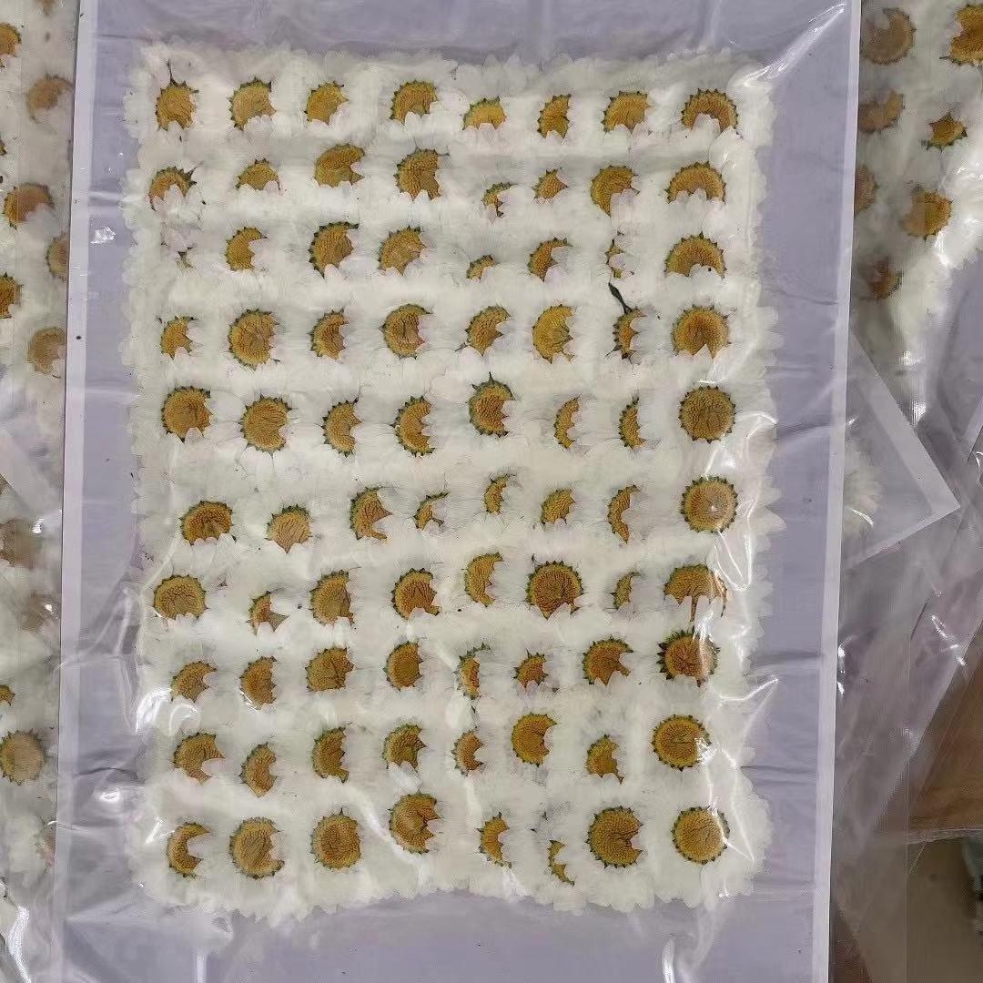 Y-E005 Natural Real Chrysanthemum Flower White Daisies dried Pressed Flowers For Resin Jewelry Necklace Cardmaking Ring