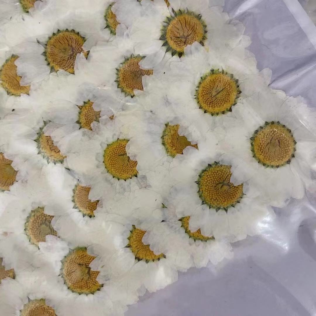 Y-E005 Natural Real Chrysanthemum Flower White Daisies dried Pressed Flowers For Resin Jewelry Necklace Cardmaking Ring