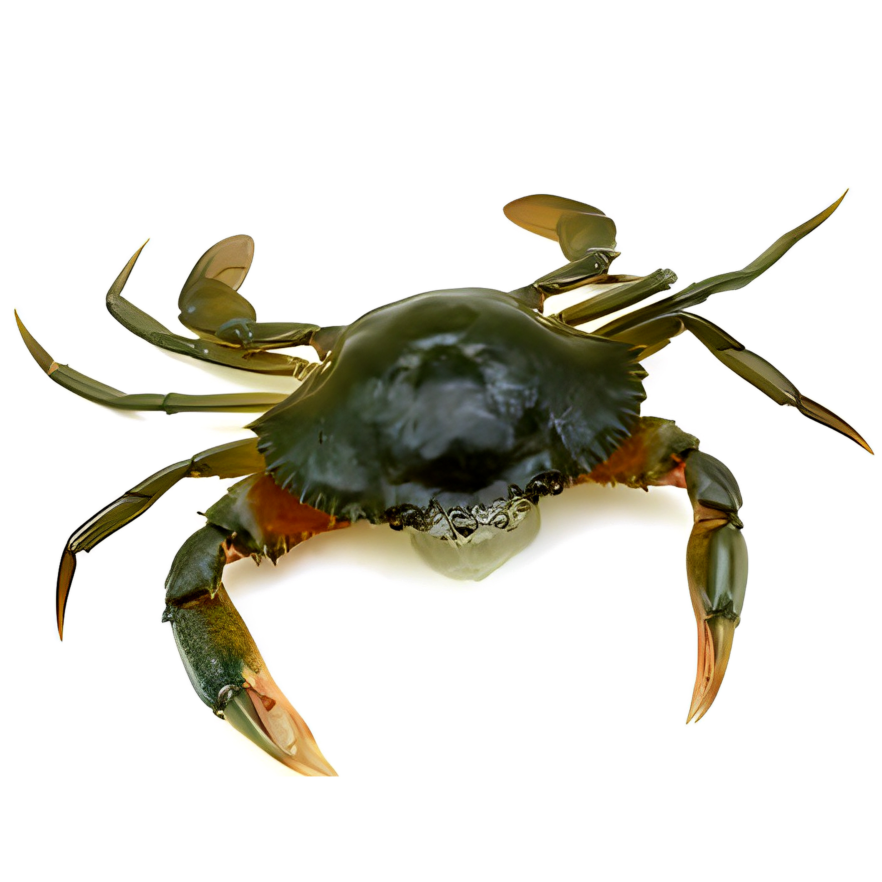 Premium quality Wholesale Fresh live crab lobster bulk manufacturer supplier form Bangladesh