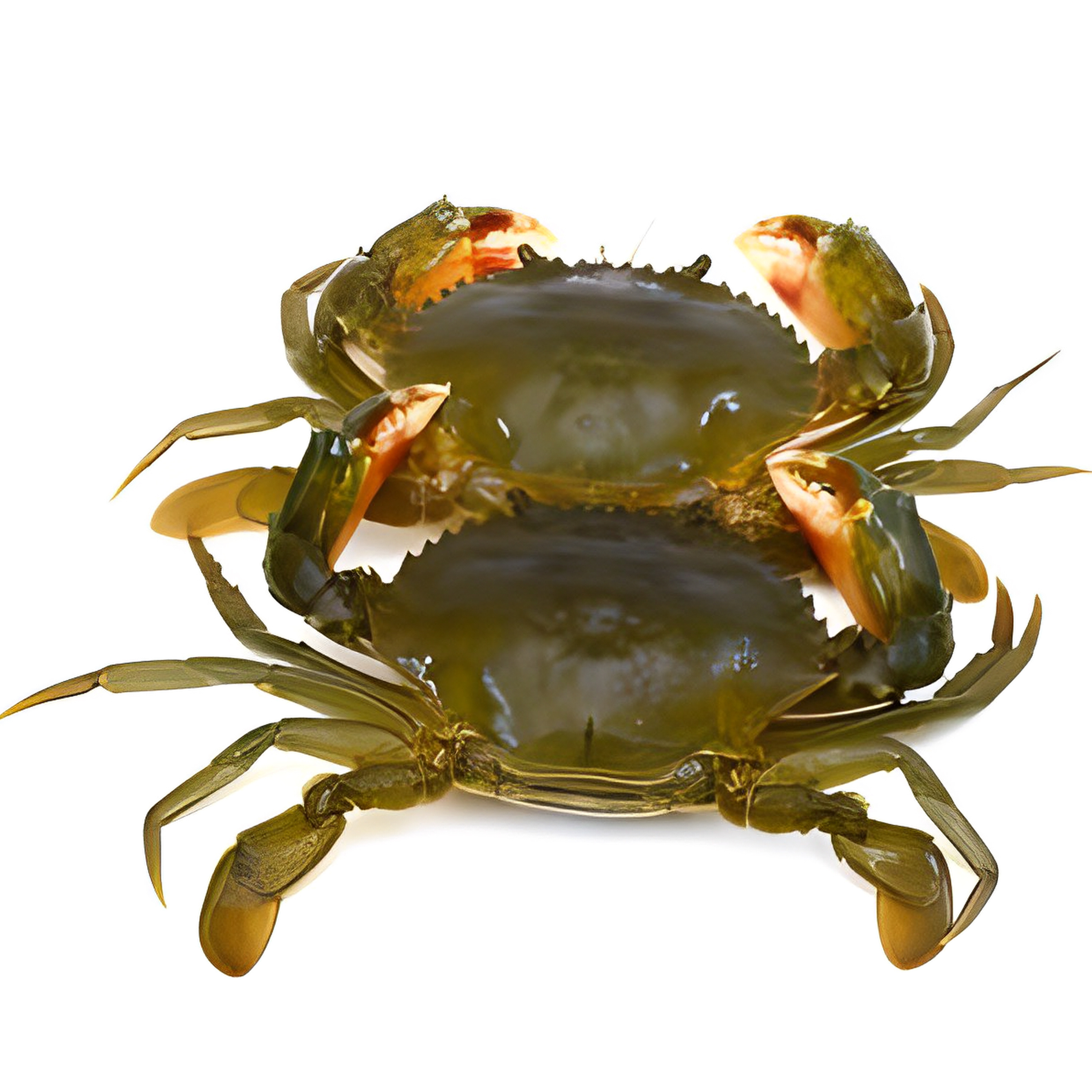 Premium quality Wholesale Fresh live crab lobster bulk manufacturer supplier form Bangladesh