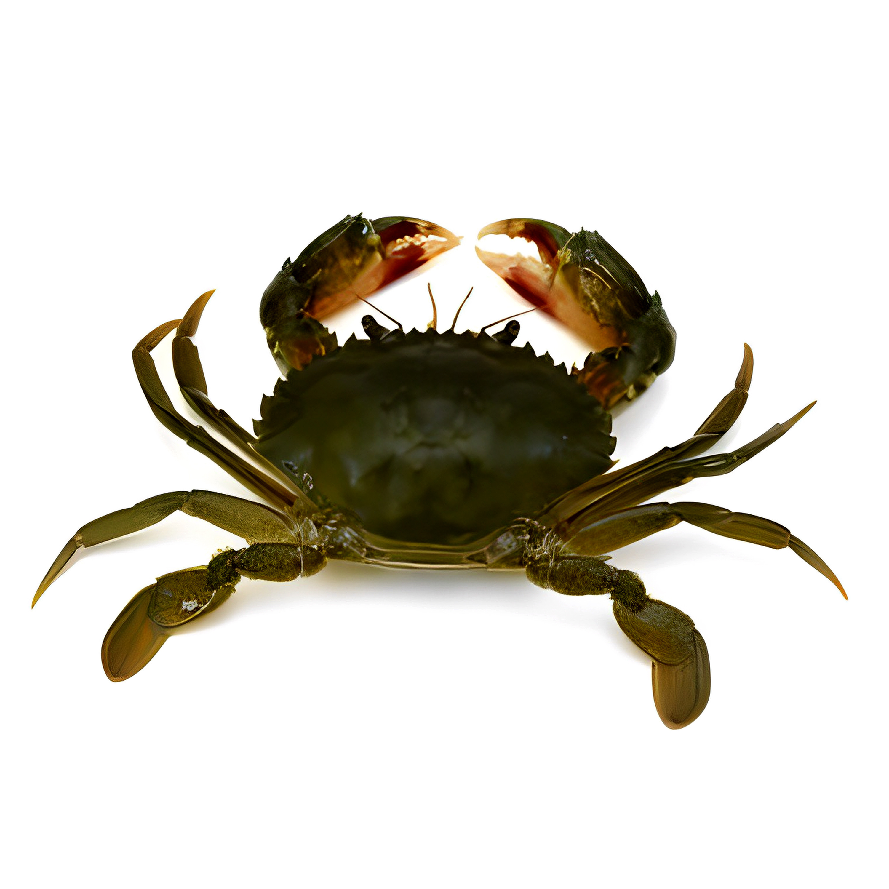 Premium quality Wholesale Fresh live crab lobster bulk manufacturer supplier form Bangladesh