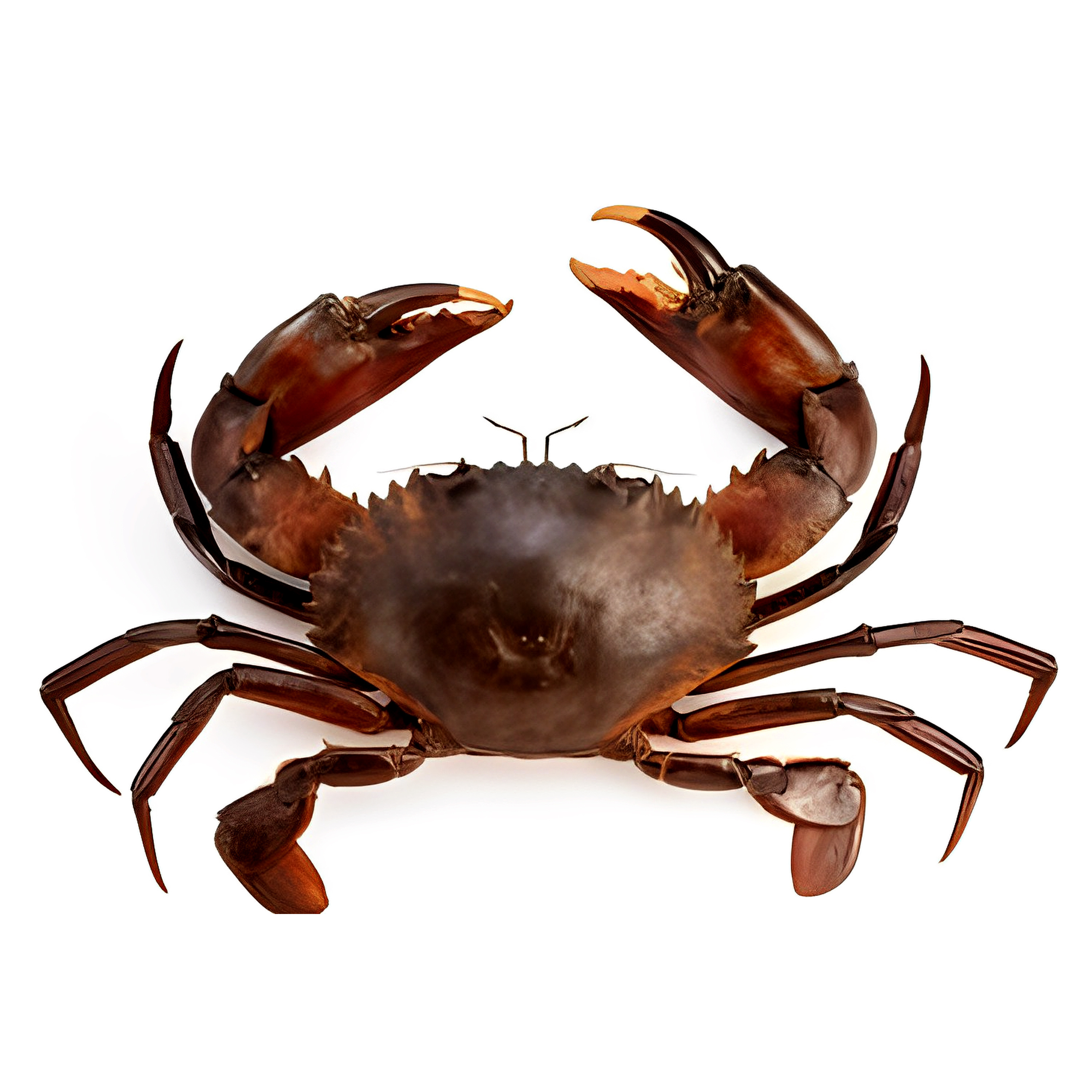 Premium quality Wholesale Fresh live crab lobster bulk manufacturer supplier form Bangladesh