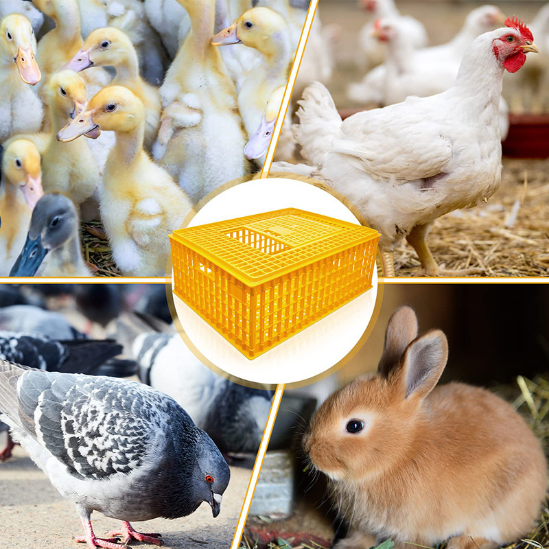 High Quality day old chicks transport boxes plastic transport box pigeon transport box