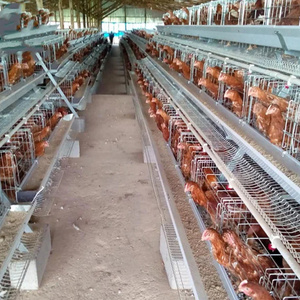 Factory wholesale smart chicken coop chicken coop foshan barn chicken coop