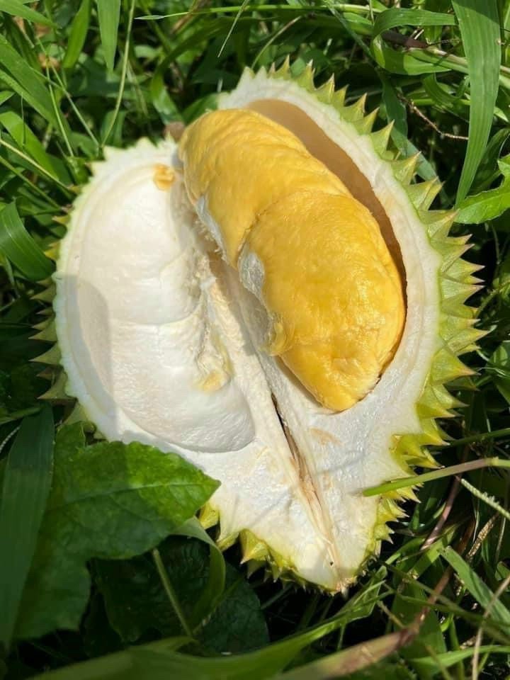 Premium Durian Fresh Whole Fruit Specially Selected Fresh Durian From Vietnam Excellent 2023