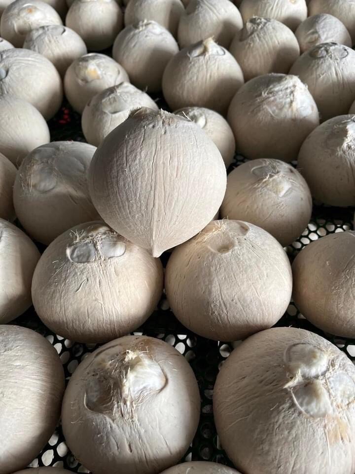 Fresh Coconut diamond circle shaped wholesales natural top grade new crop 2023 premium quality