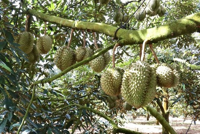 Premium Durian Fresh Whole Fruit Specially Selected Fresh Durian From Vietnam Excellent 2023