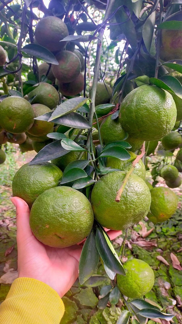 Sweet and Fresh Taste Green Skin Orange Flesh Wholesale Fresh Orange Citrus Fruit in Vietnam