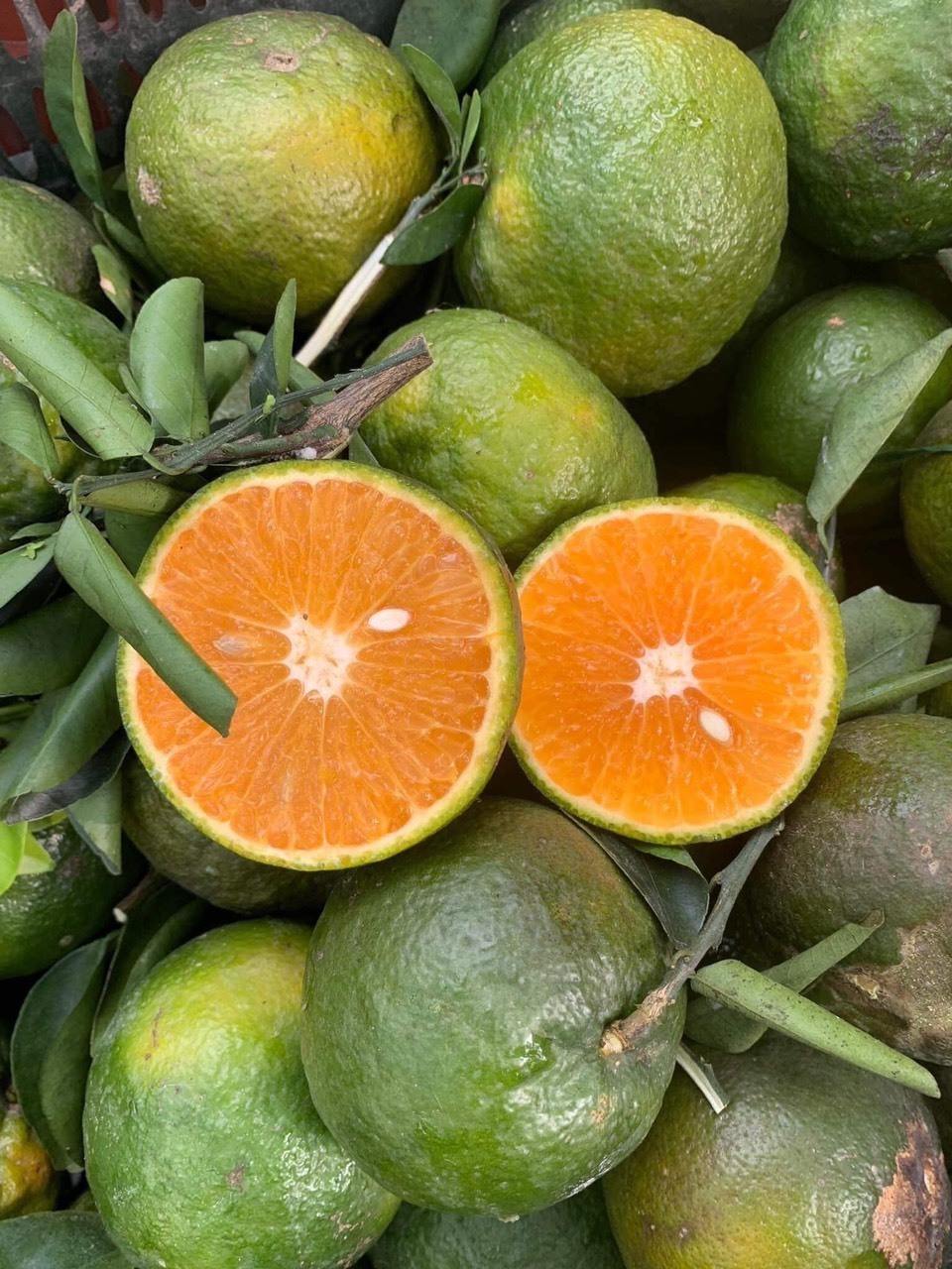 Sweet and Fresh Taste Green Skin Orange Flesh Wholesale Fresh Orange Citrus Fruit in Vietnam