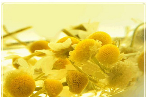 Natural Chinese organic slimming health Chamomile Flowers flavor tea