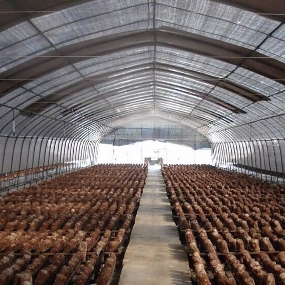 Hot Sale Mushroom Greenhouse Growing Greenhouse For Mushroom