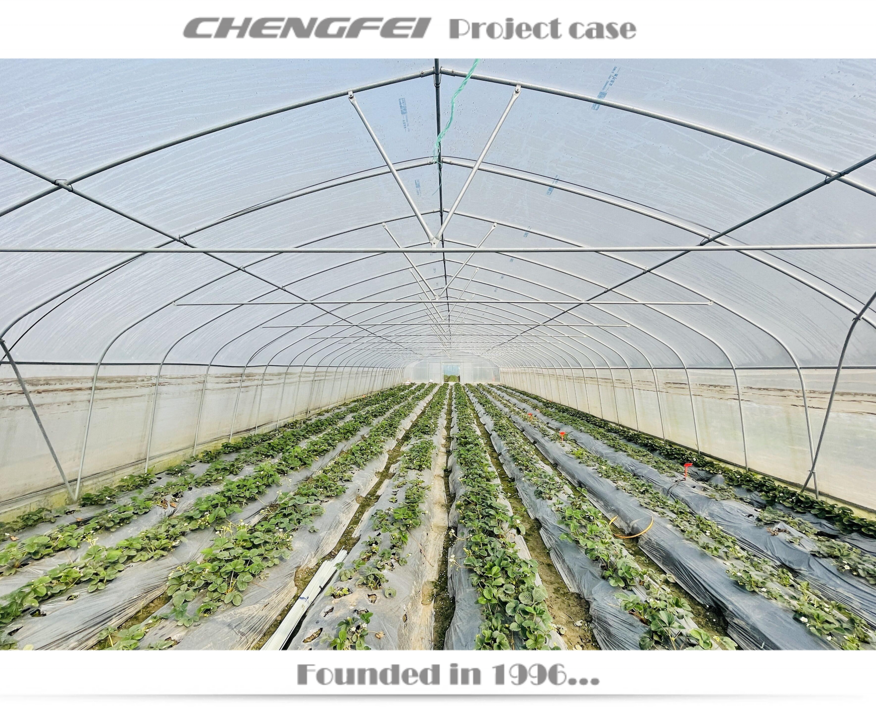 Used Agricultural commercial single-span plastic film high tunnel strawberry Greenhouse structure Frames For Sale