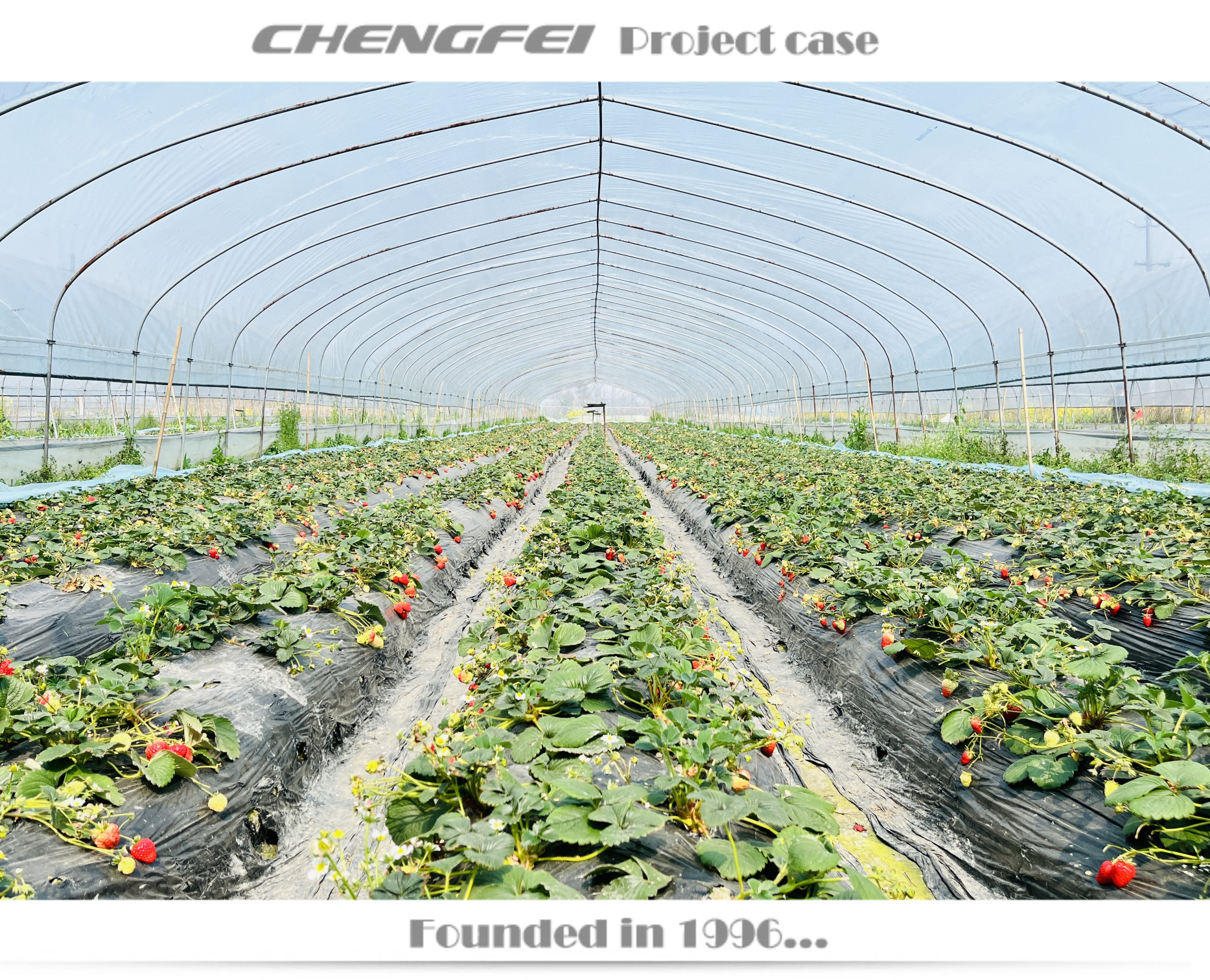 Used Agricultural commercial single-span plastic film high tunnel strawberry Greenhouse structure Frames For Sale