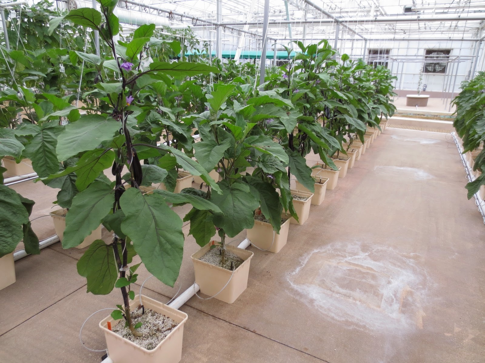 Quality Agricultural Greenhouse Hydroponics Dutch Bucket System for Tomato/ Pepper and Cucumber Cultivation