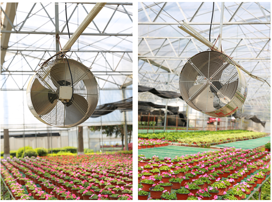 Agricultural Greenhouses Fan for Inside Air Circulation