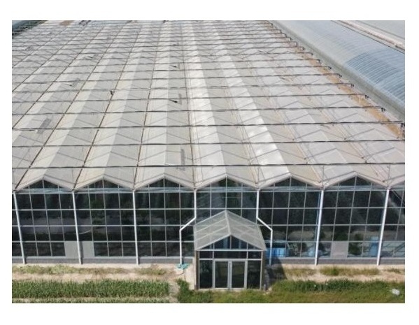 Hot Selling Hot-Dip Galvanized Structure Glass Venlo Agricultural Greenhouse For Vegetables/ flower Hydroponic Growing System