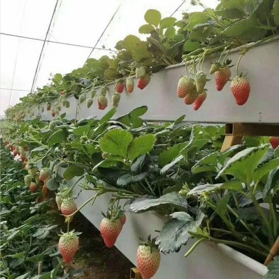 A Shape Strawberry Growing System Vertical Hydroponic Grow Gutter Channel Rack for Greenhouse Soilless Culture Substrate Shelf