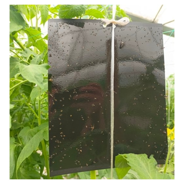 10 by 8 Inches Pest Control Catcher Moth Traps Insects Killer Sticky Hanging Fruit Fly Trap Outdoor Farm Adhesive Glue Board