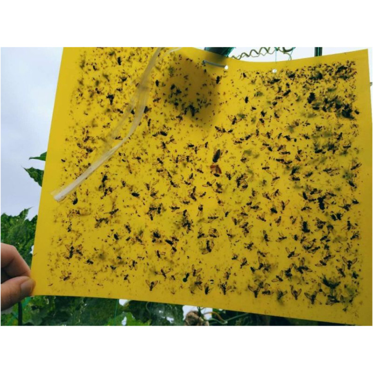 Fruit Fly Moth Traps Agricultural Greenhouses Pest Insects Killer Control Outdoor Yellow Sticky Trap Glue Board Insect Catcher