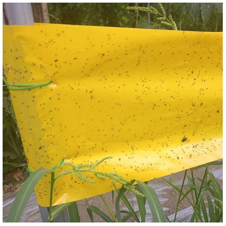 20 cm by 100 m Double-side Adhesive Fly Roll Trap Waterproof Farm Insect Stickers Greenhouse Pest Control Glue Catcher