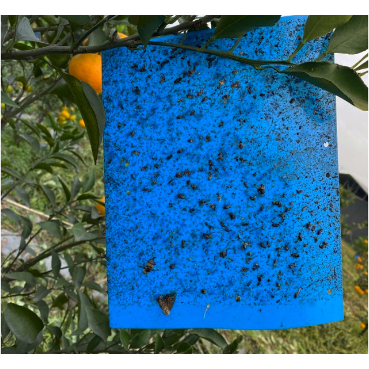 10 by 8 Inches Pest Control Catcher Moth Traps Insects Killer Sticky Hanging Fruit Fly Trap Outdoor Farm Adhesive Glue Board