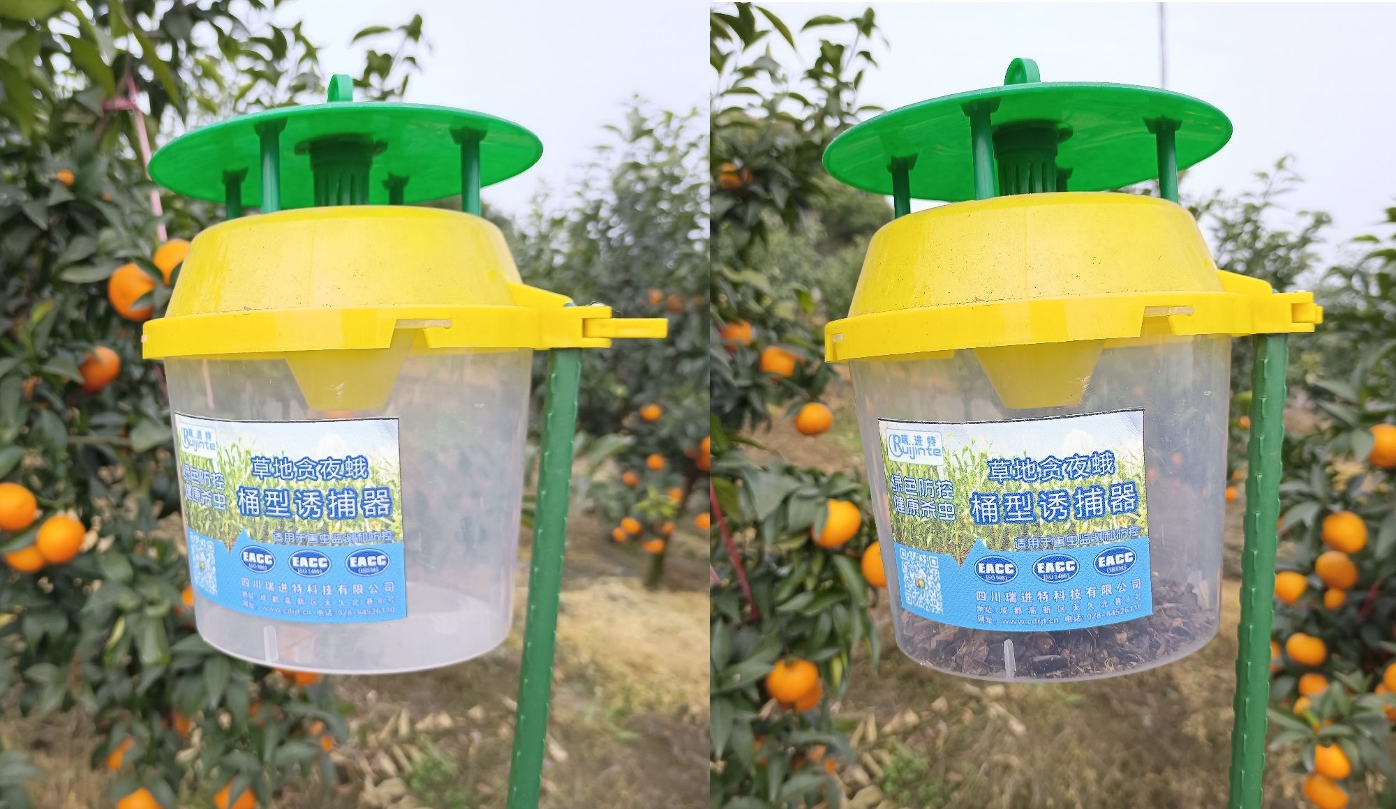 Waterproof Insect Trap with Pheromone Shape of Bucket to Control Pest in Agriculture/Horticulture/Greenhouse