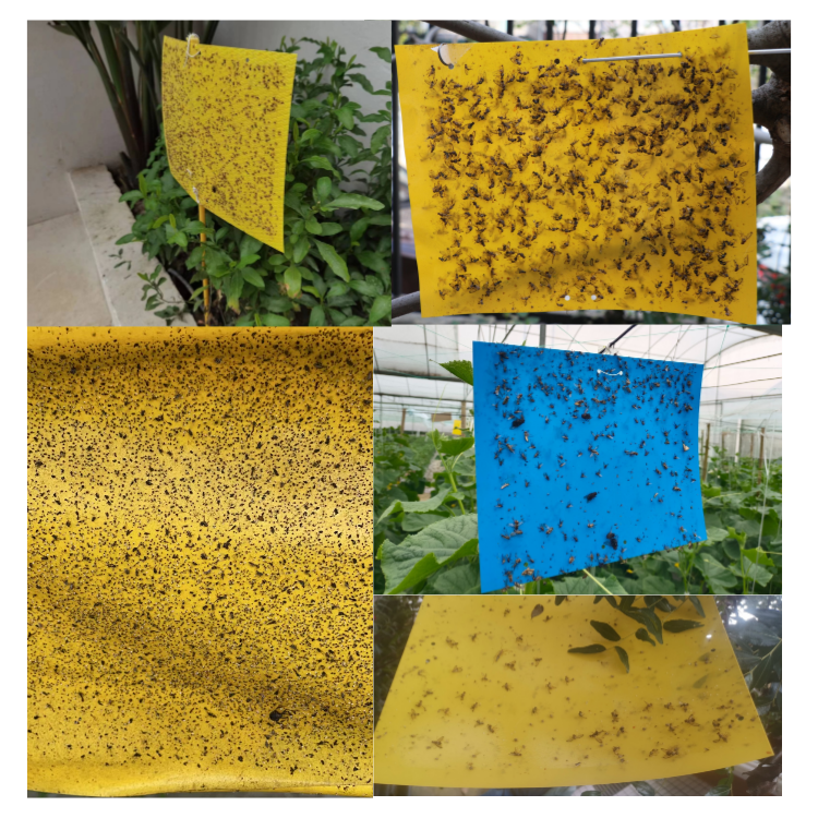 Top Selling Insect Sticky Trap Waterproof 20*10 cm for Greenhouse/Flower Beds/Orchard