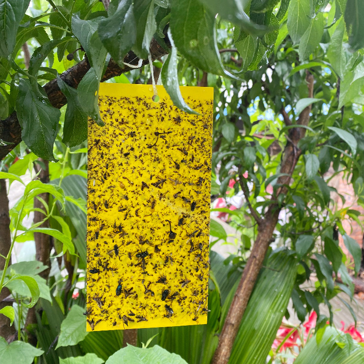 20*10 cm Double-side Ecologic Gnat Trap  Sticky Insect Glue Monitor Waterproof Flying Insect Stickers for Greenhouse