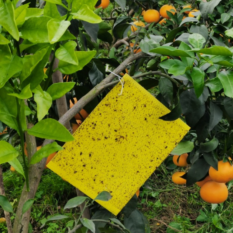 Fruit Fly Moth Traps Agricultural Greenhouses Pest Insects Killer Control Outdoor Yellow Sticky Trap Glue Board Insect Catcher