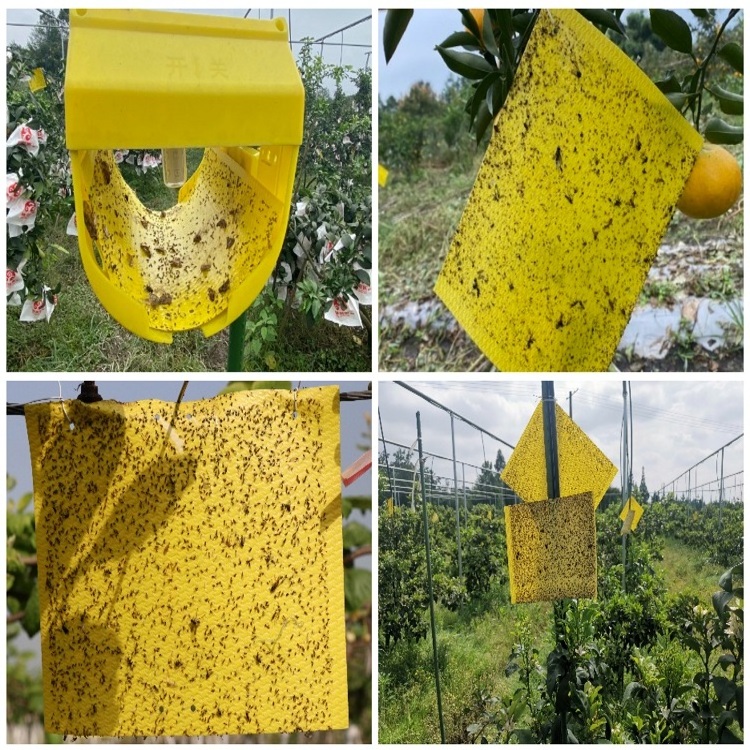 Fruit Fly Moth Traps