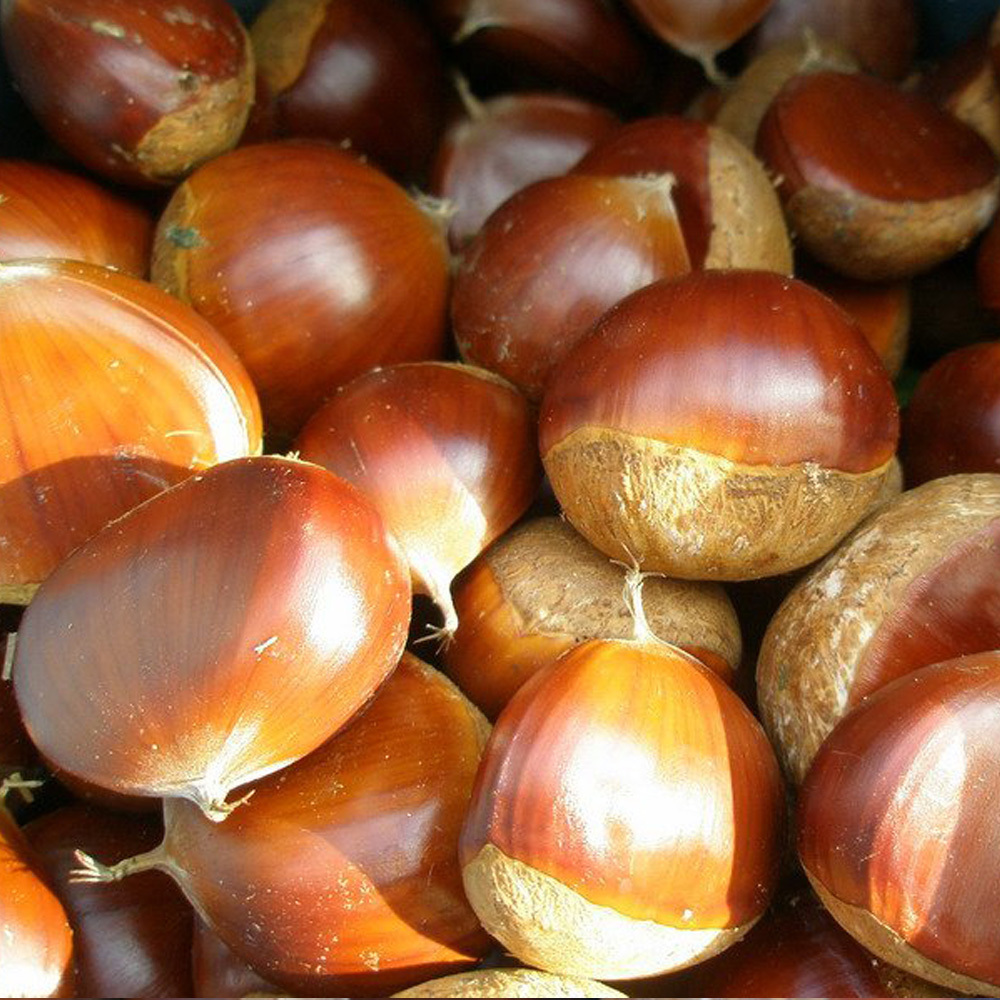 new crop organic bulk 40--60 grains fresh chestnuts for sale