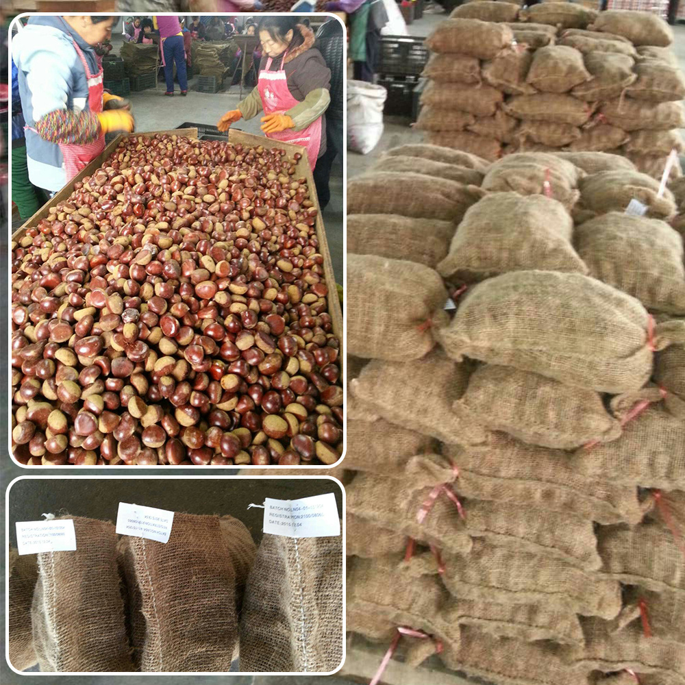 new crop organic bulk 40--60 grains fresh chestnuts for sale