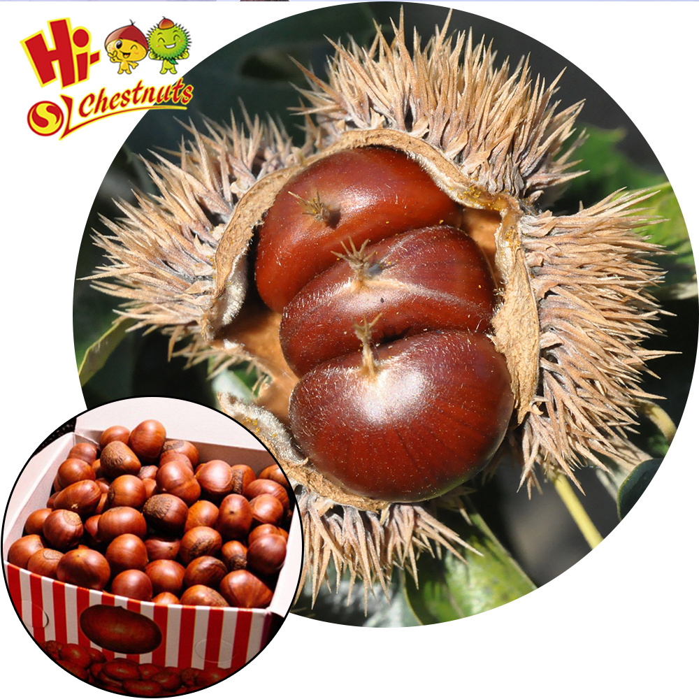 Roasted Chestnut In Shell frozen food