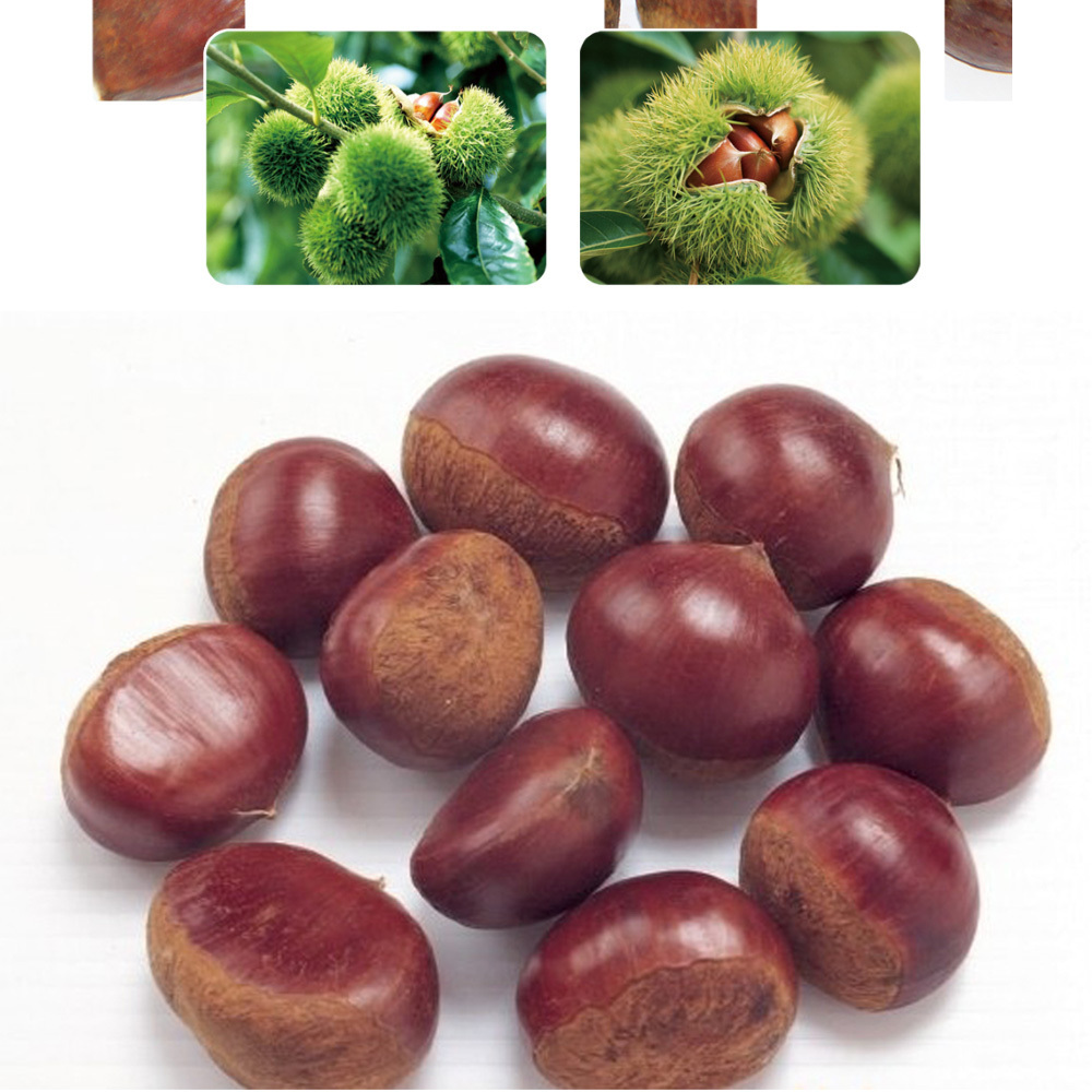 new crop organic bulk 40--60 grains fresh chestnuts for sale