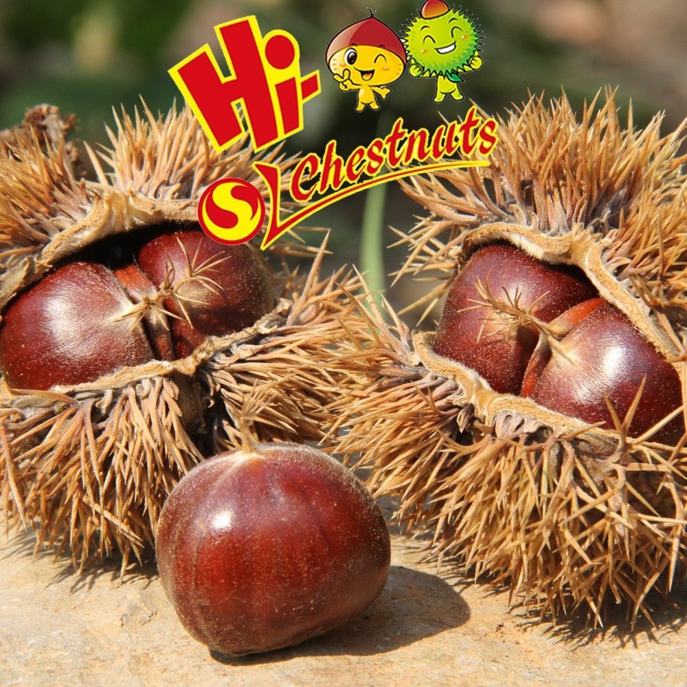 New Crop Fresh Chestnuts, Hebei Chestnut wholesale