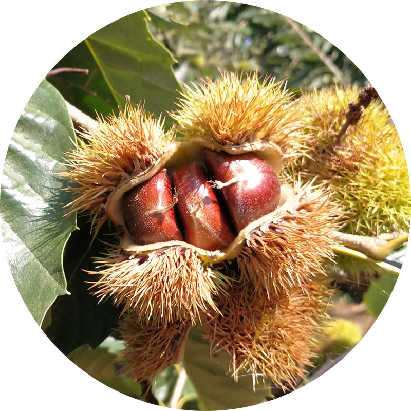 new crop organic bulk 40--60 grains fresh chestnuts for sale