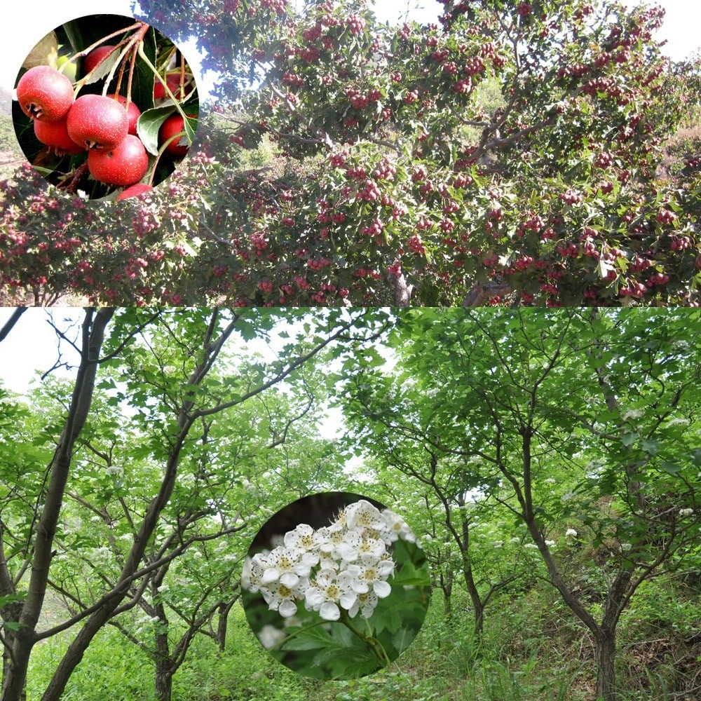 Freeze Dried Pitted Organic Whole Hawthorn Berry