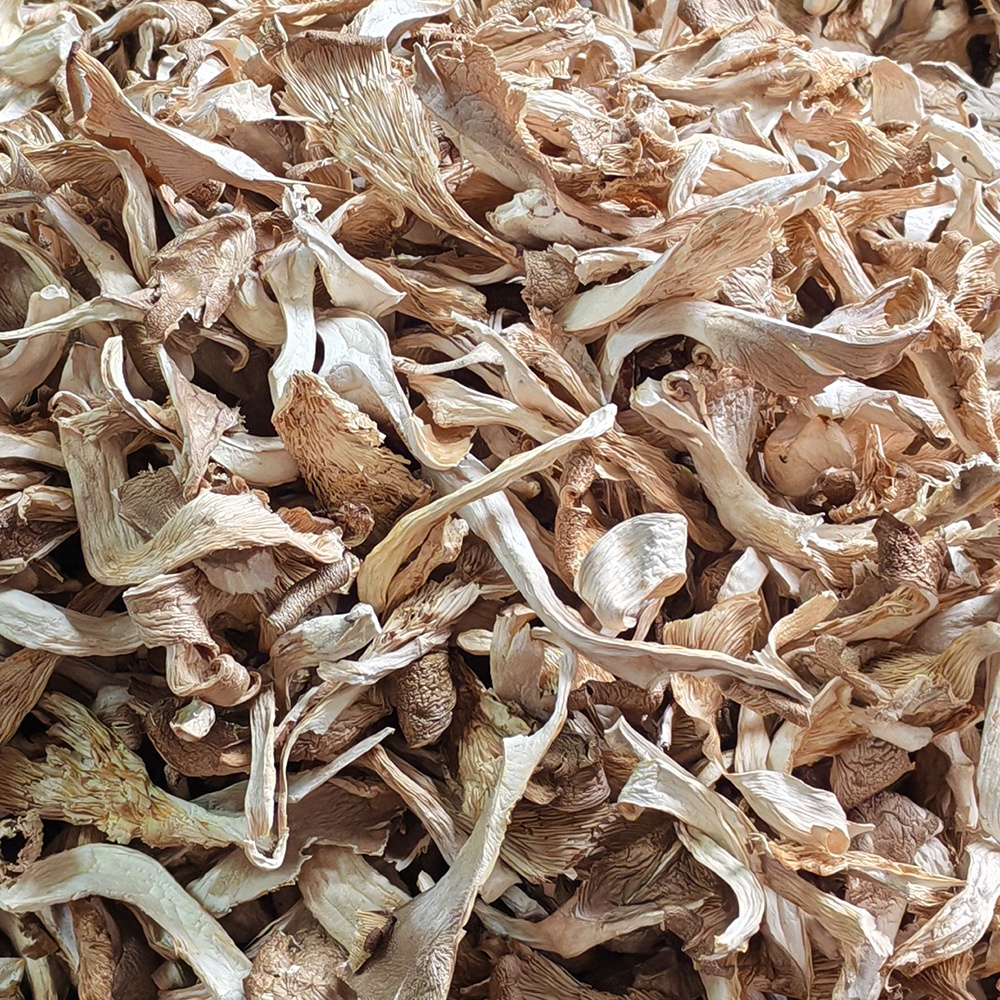 Wholesale Price High Quality Dried Oyster Mushroom Abalone mushroom dried morel mushrooms for sale